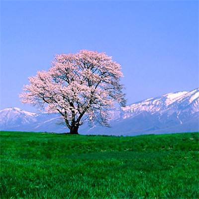 不堪游客打卡之扰 日本小镇拉网遮挡富士山景